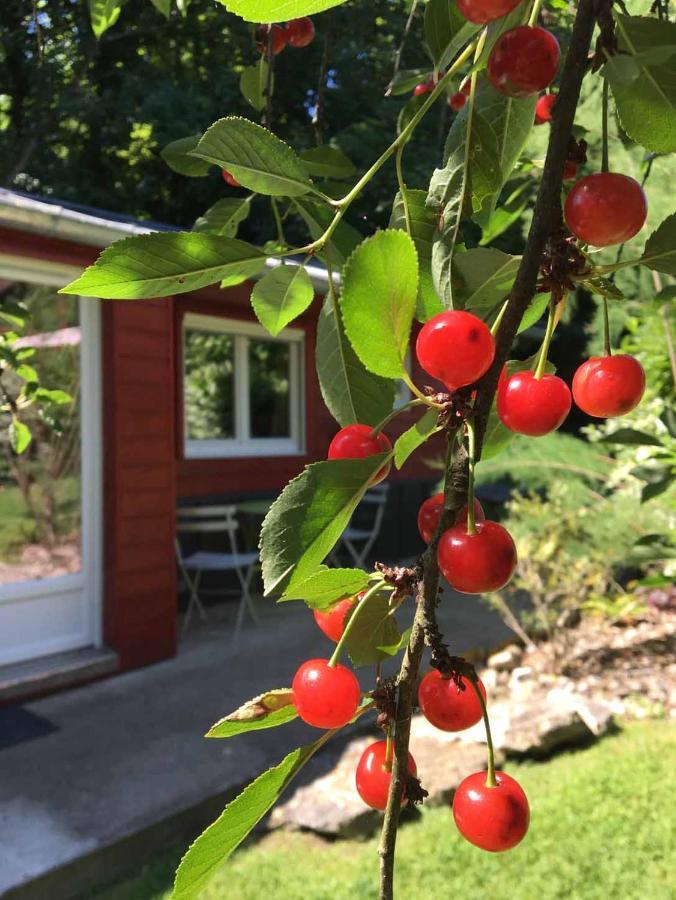 Le Cabanon De Chessy Bed & Breakfast エクステリア 写真